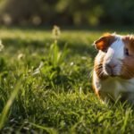 Tengeri malacok étrendje és a megfelelő fű kiválasztása